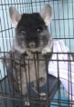 /album/bowwow-pics/chinchilla-jpg/